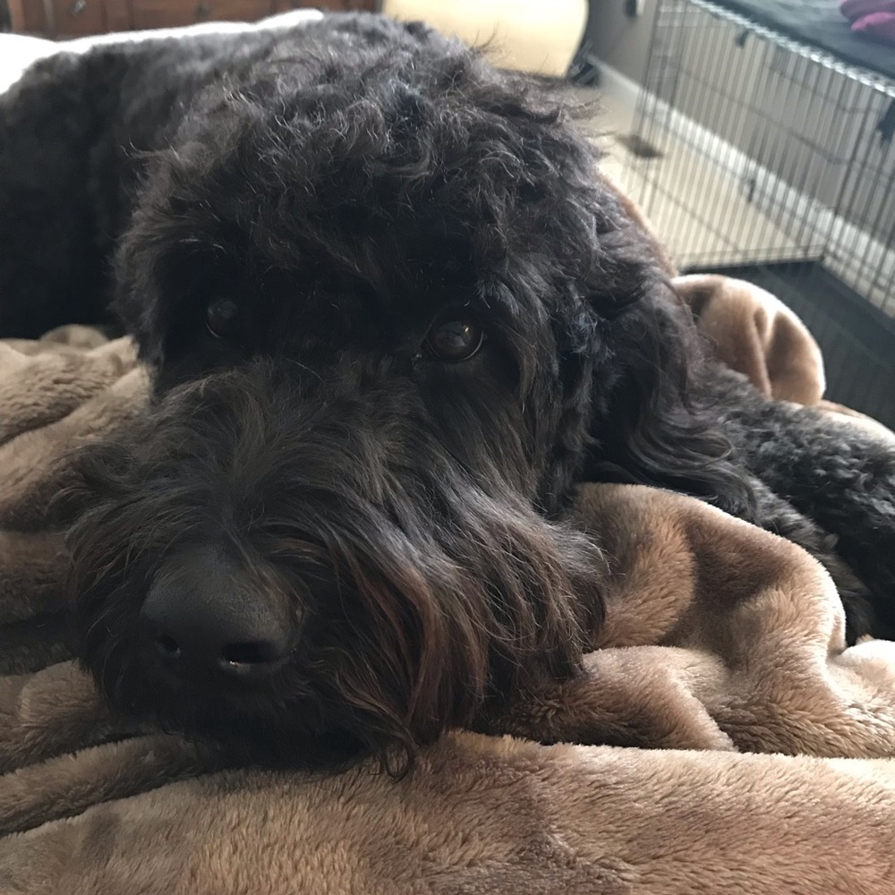Meet your Posher, Carrie